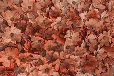 Full frame shot of orange flowering plants