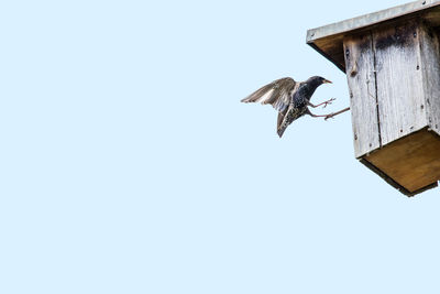 Low angle view of bird flying against clear sky