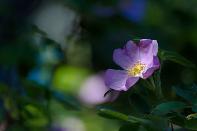 Close-up of purple flowering plant