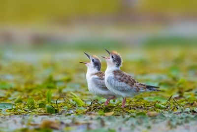 Close-up of birds on land