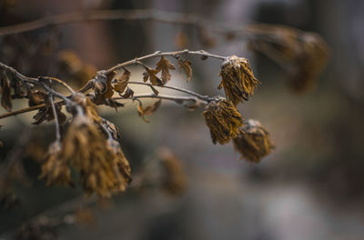 Close-up of dry plant