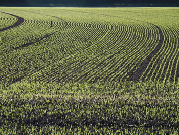 Scenic view of agricultural field cornfield seedlings