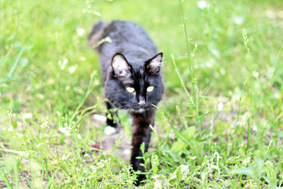 Portrait of cat on grass