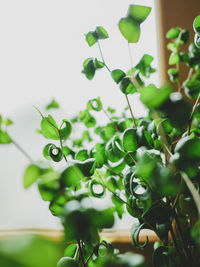 Close-up of fresh green plant