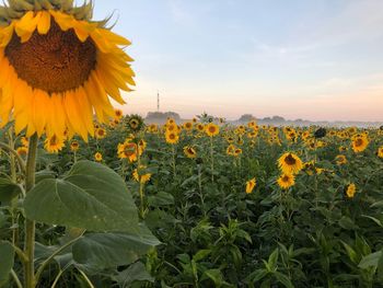 Close-up of yellow flowering plants on field against sky