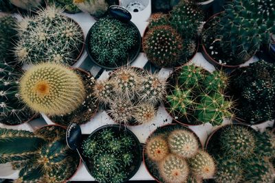 High angle view of potted plants