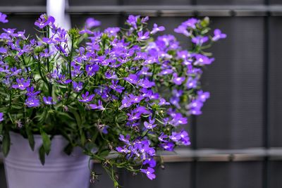 Close-up of purple flowering plant