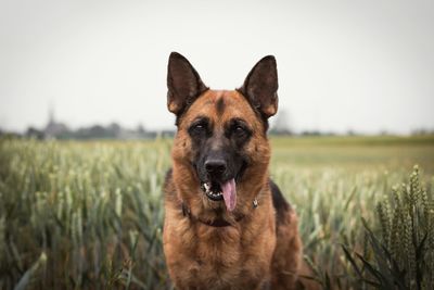 Portrait of dog standing on field