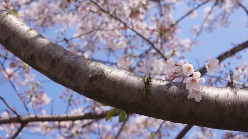 Low angle view of cherry blossom tree