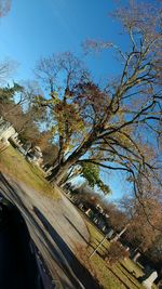 Trees against sky