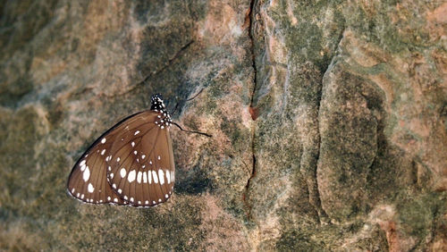 Close-up of butterfly