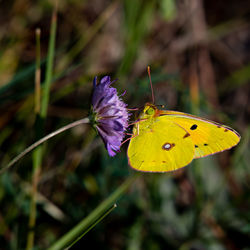Close-up of butterfly pollinating on purple flower