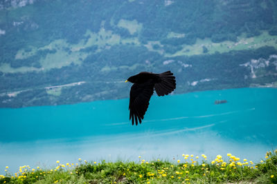 Bird flying over sea