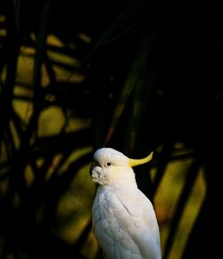 Close-up of parrot perching on branch