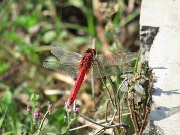 Close-up of dragonfly on plant