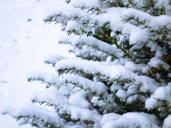 Close-up of snow covered plants on field against sky