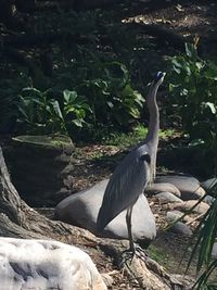 High angle view of gray heron