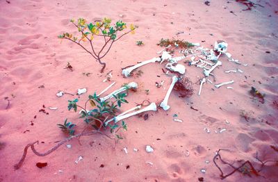 High angle view of skeleton on sand