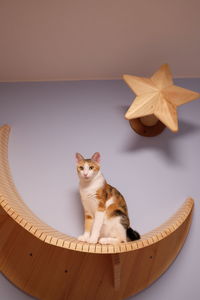 Portrait of cat sitting on wicker basket