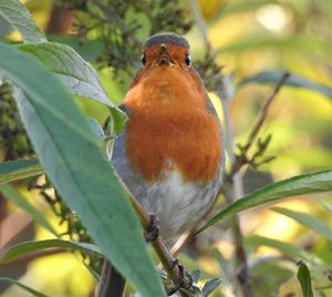 Close-up of bird perching on plant