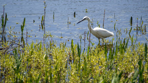 Bird in a lake