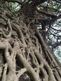 Low angle view of trees