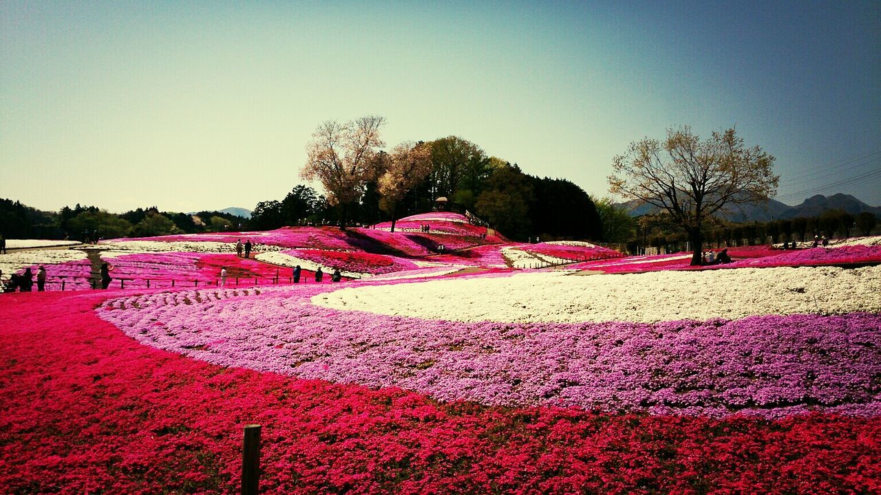 みさと芝桜公園