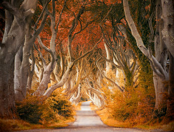 A winding road through the dark hedges in northern ireland
