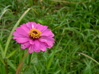 Close-up of pink flower on field