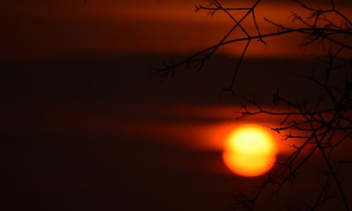 Silhouette of trees against sky during sunset