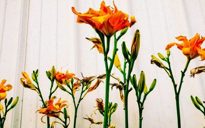 Orange flowers blooming on plant against wall