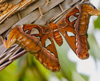 Close-up of butterfly on leaf
