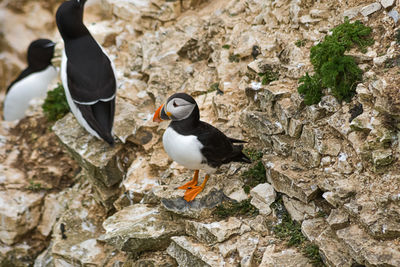 High angle view of bird perching on rock