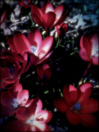 Close-up of pink flowers