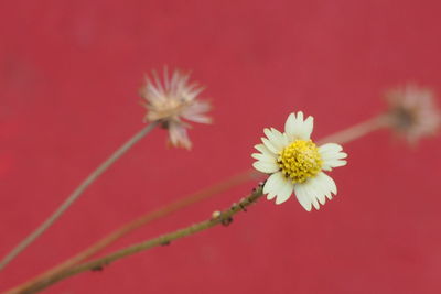Close-up of red flower blooming outdoors