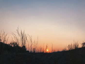 Silhouette plants on field against sky during sunset