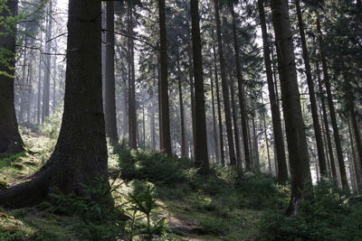 Low angle view of trees in forest