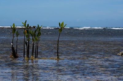 Scenic view of sea against sky