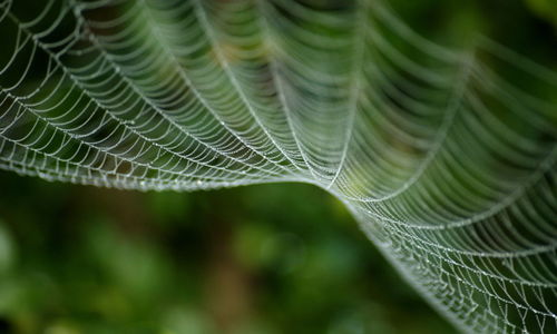 Close-up of spider web on plant