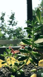 Close-up of succulent plant