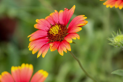 Close-up of orange flower