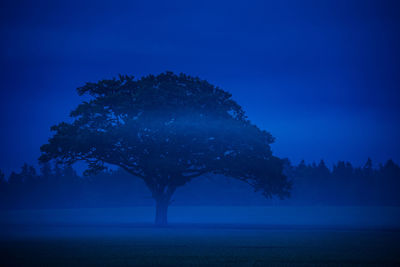 Mystical solitude. majestic oak tree emerging from the foggy morning field in northern europe
