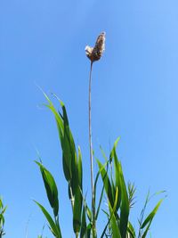 Low angle view of bird perching on plant against clear sky