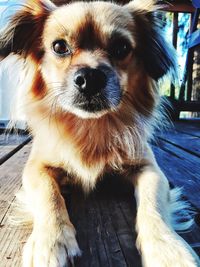 Close-up portrait of dog