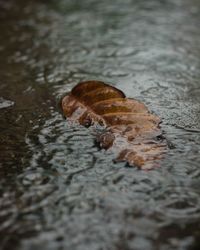 Close-up of crab on land