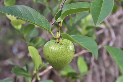 Close-up of fruit growing on plant