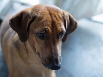 Close-up portrait of dog looking away