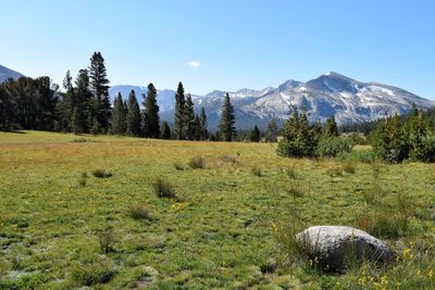 Scenic view of field against clear sky