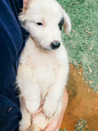 High angle view of cute puppy dog