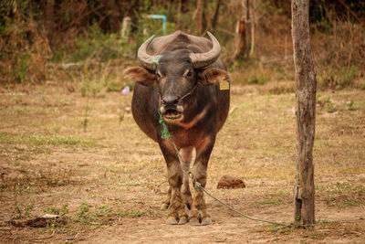 Portrait of bull standing on field